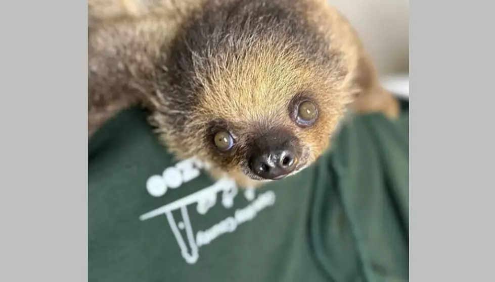 Tilly the Sloth is Cape May Zoo&#8217;s New Learning Ambassador