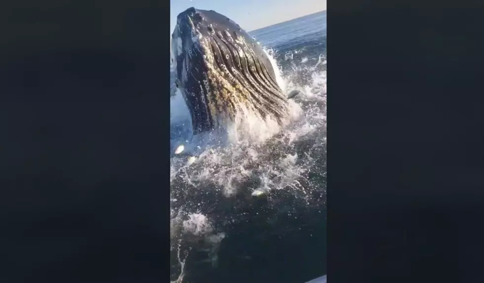Humpback Whale Surprises Jersey Fishing Boat [VIDEO]