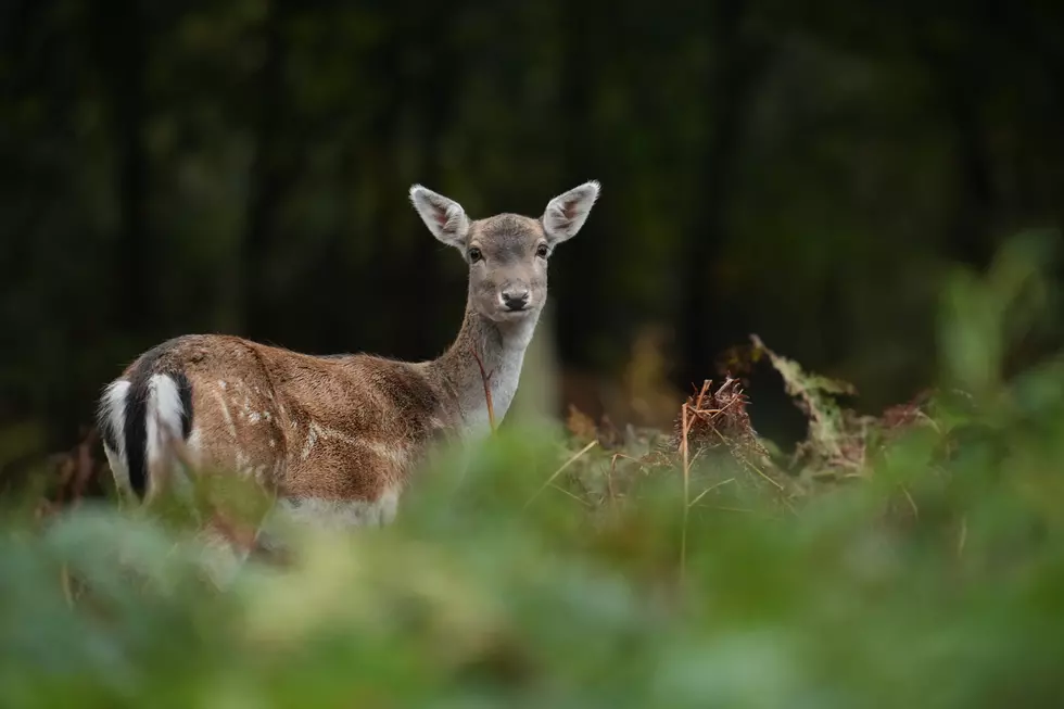 Increased Deer Encounters In Egg Harbor Township &#038; Northfield, NJ