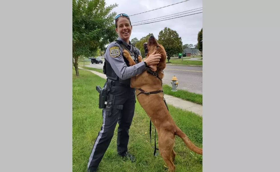 Ocean County Sheriff K9 Indy Dies at Age Five