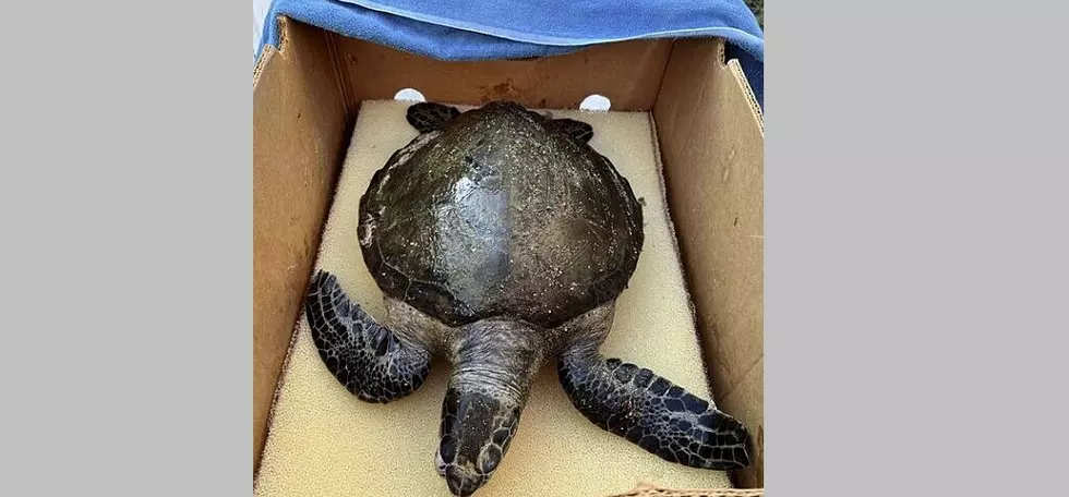 Is Beached Sea Turtle Dead or Cold-Stunned? Here’s How to Tell