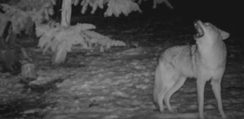 The Howling of South Jersey&#8217;s Coyotes is Super Creepy [AUDIO]