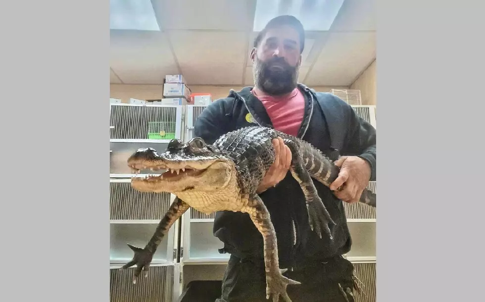 Alligator Dumped in North Jersey Finds a Home at Cape May Zoo