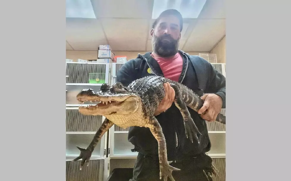 Alligator dumped in NJ finds a home at Cape May Zoo