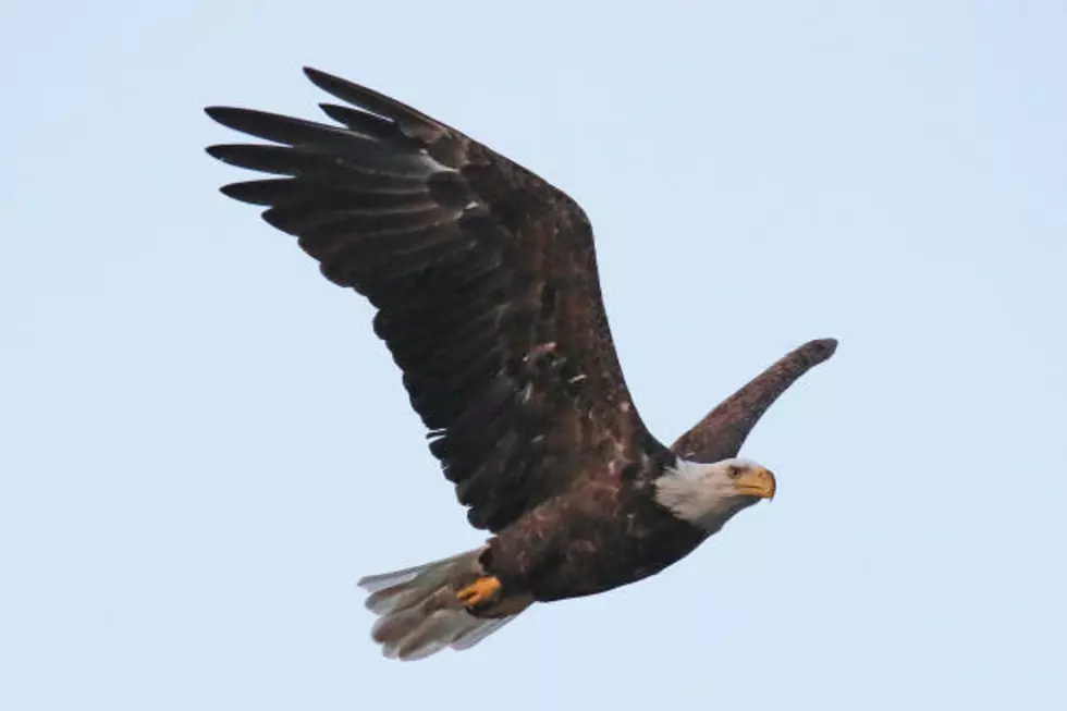 New Jersey Eagles Population Rebounds