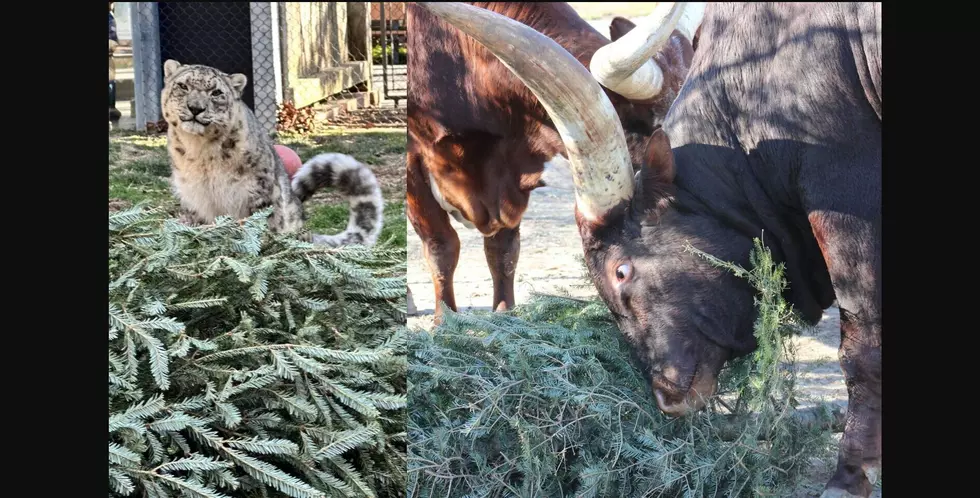 UPDATE: Don&#8217;t Chuck Your Old XMAS Tree! Donate It to Cape May Zoo