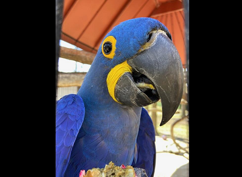 Cape May Zoo is closing longtime exhibit, making updates