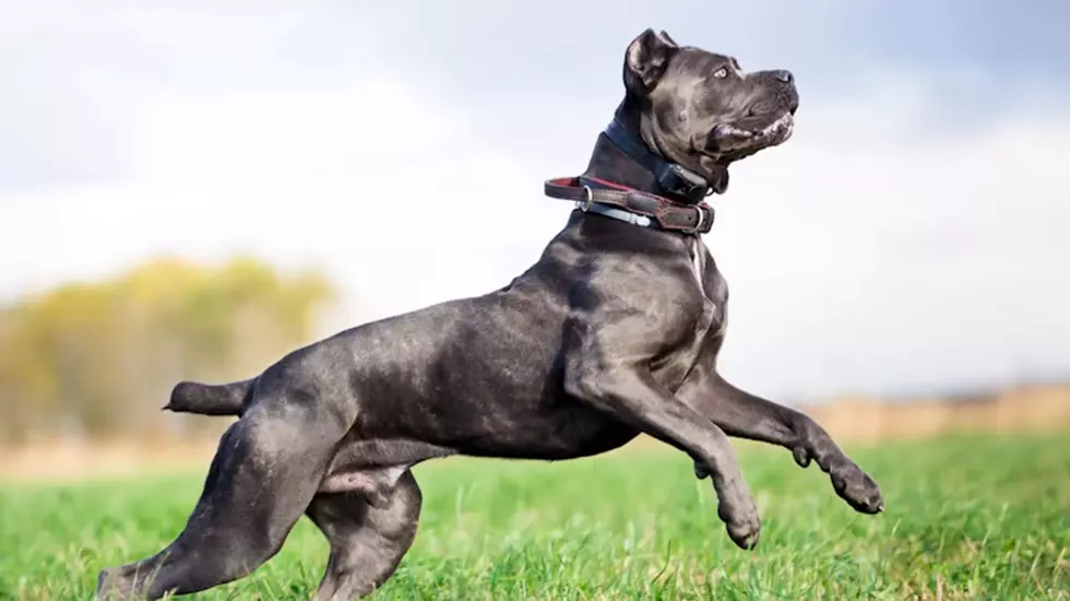 Animal Insider via YouTube