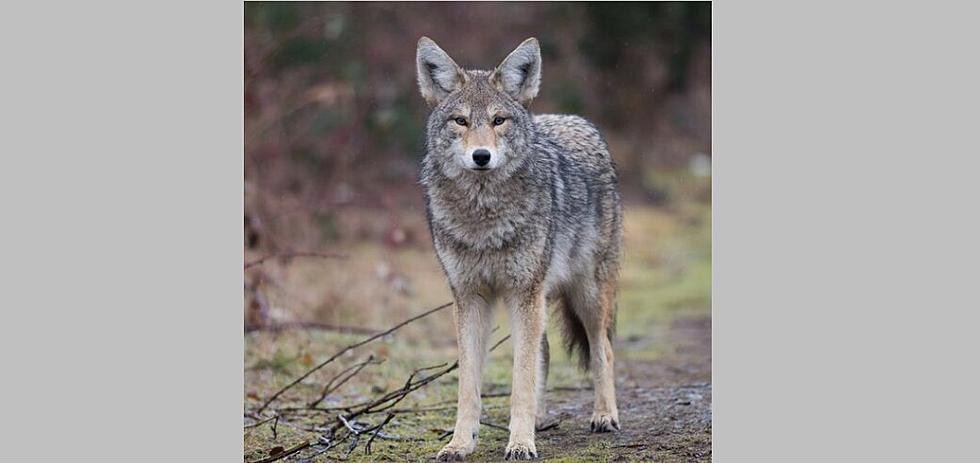 Police Warning About North Wildwood, NJ, Coyote