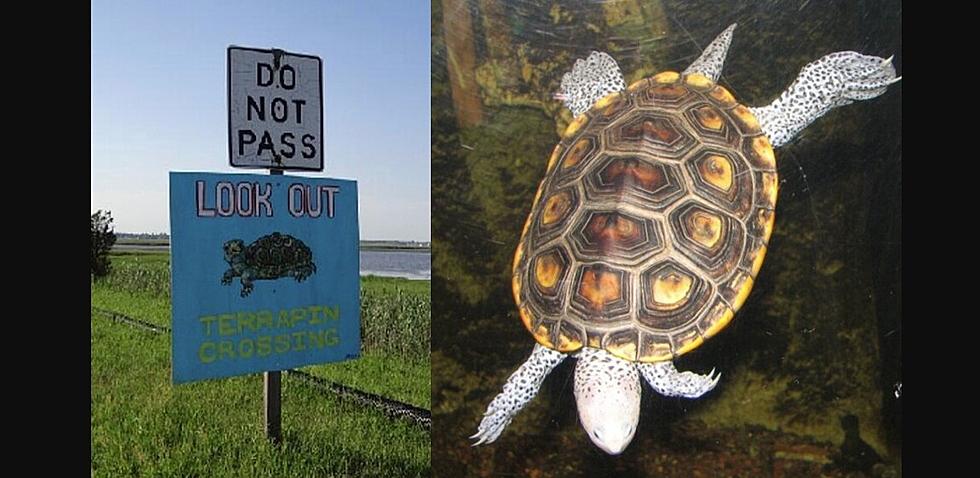 Help Save Nesting Turtles on the Margate, NJ, Causeway