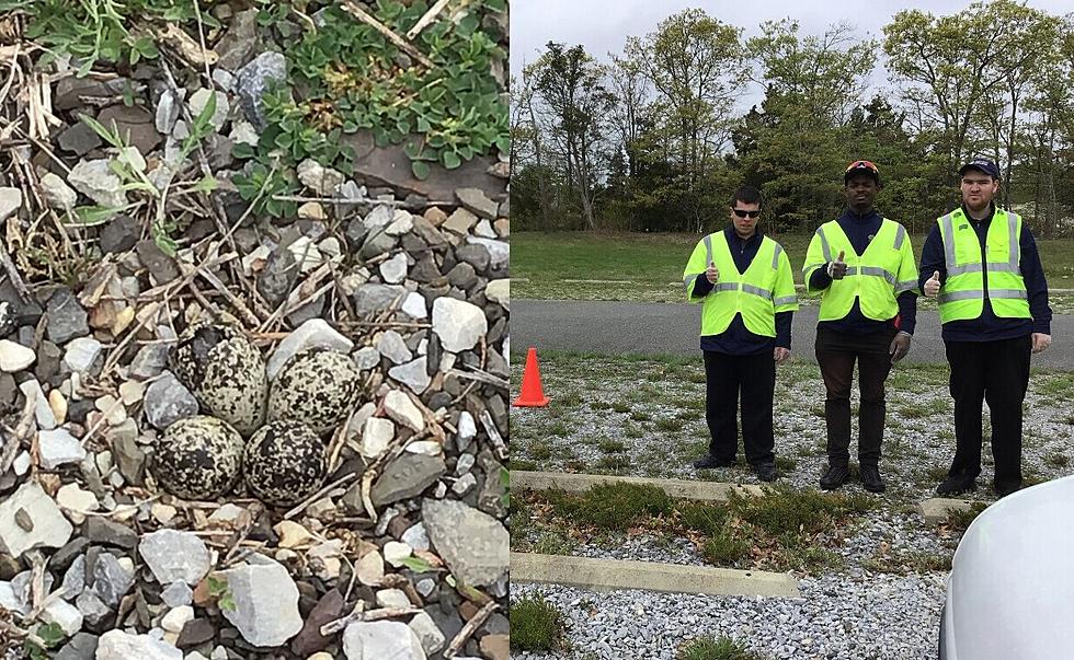 Atlantic County Special Services Students Protect Nesting Birds