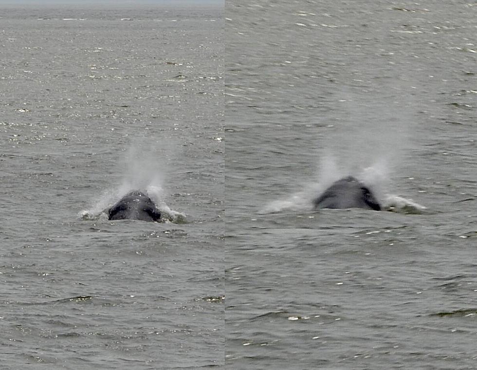40 FT Humpback Whale, 250+Dolphins Spotted Off Cape May, NJ