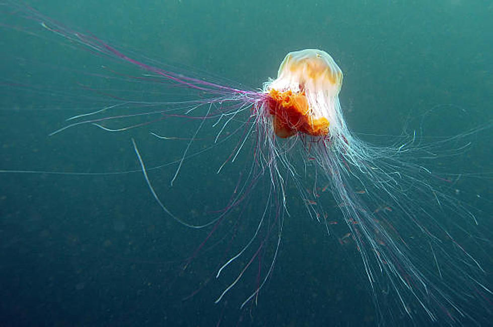 This Invasive Jellyfish Found in NJ Waters