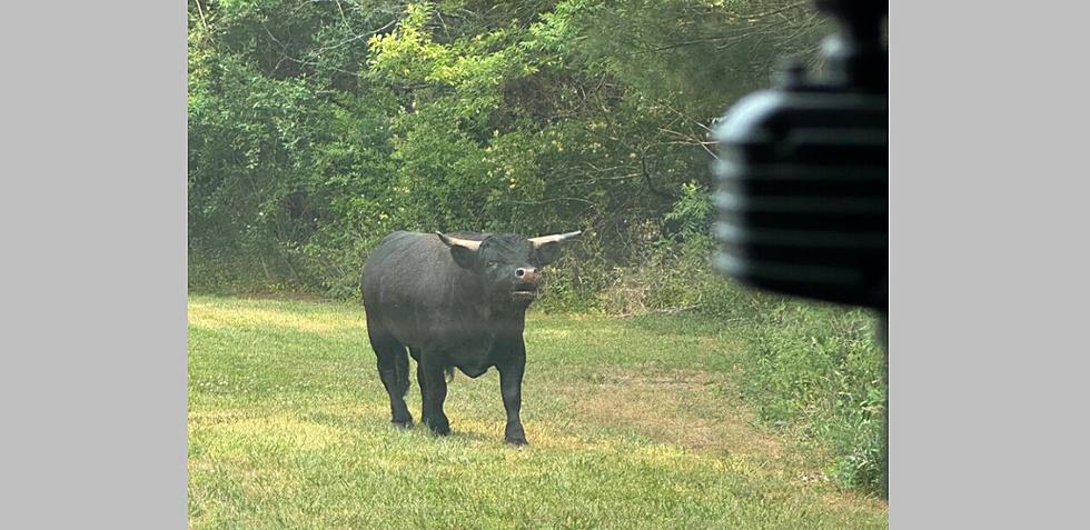 Galloway Twp Police: Bull on the Loose Caught [UPDATED]