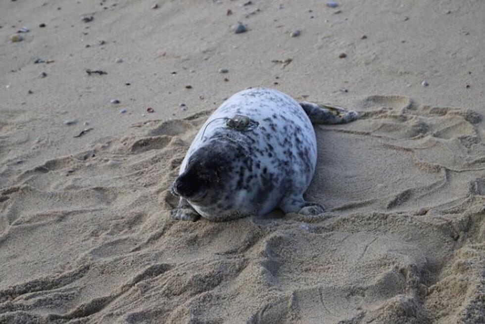South Jersey’s Harbor Seals To Be Tagged For First Time