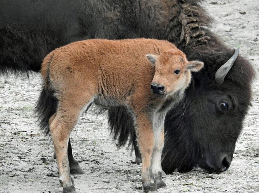 Baby Bison Calf Born at Cape May Zoo