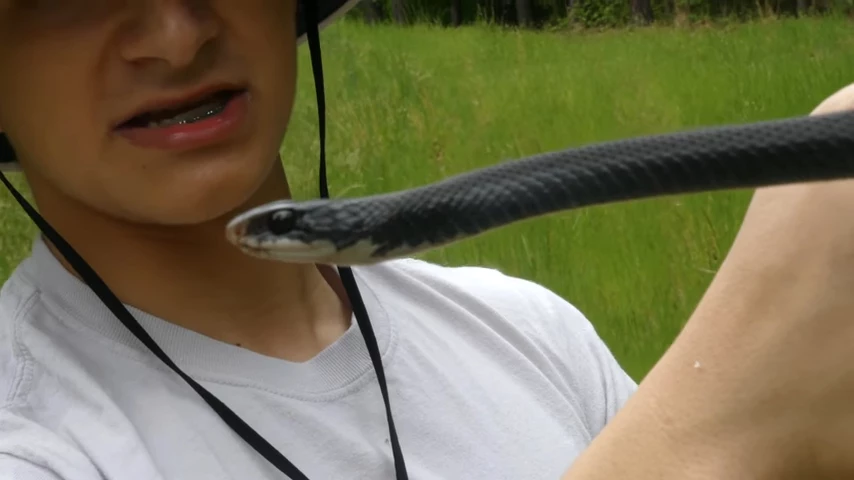 Black Racer  The Wild Report Via YouTube