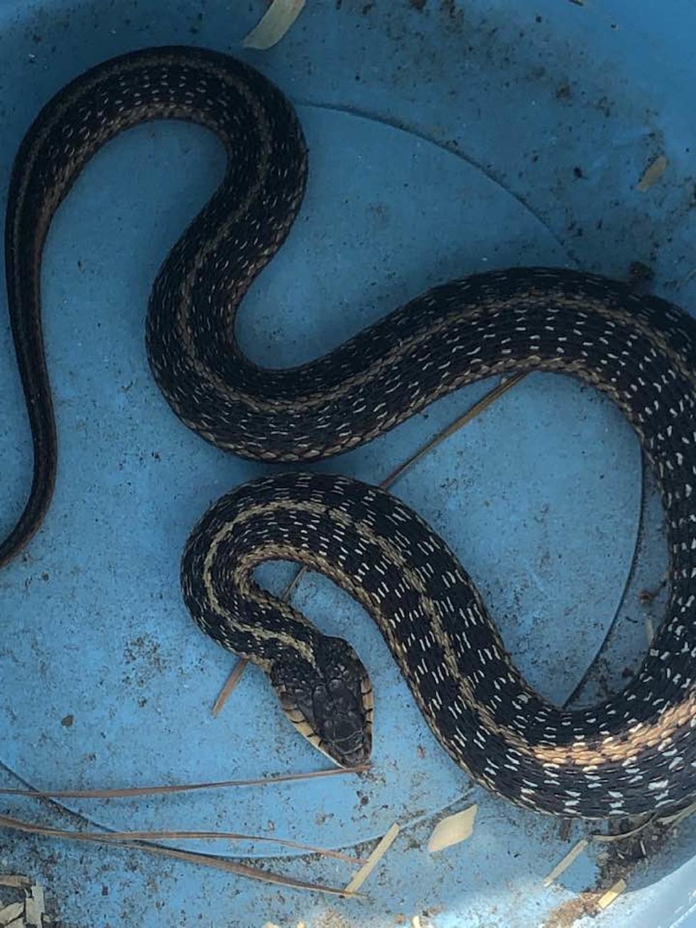 The Most Snake-Infested Lakes in New Jersey