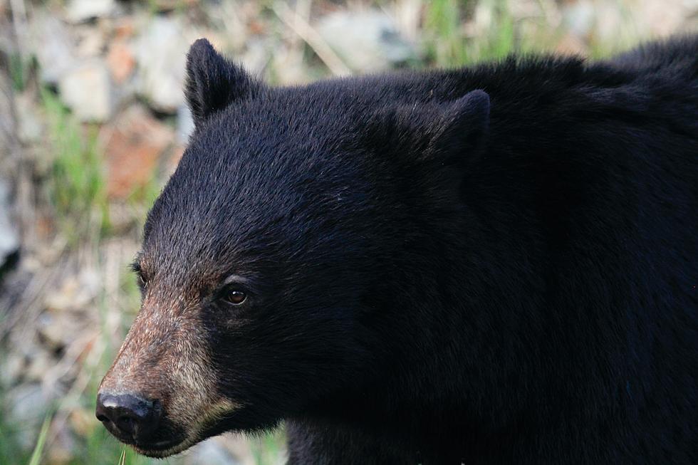 Video: Dumb Guy at Poconos Cookout Gets Clawed By a Bear