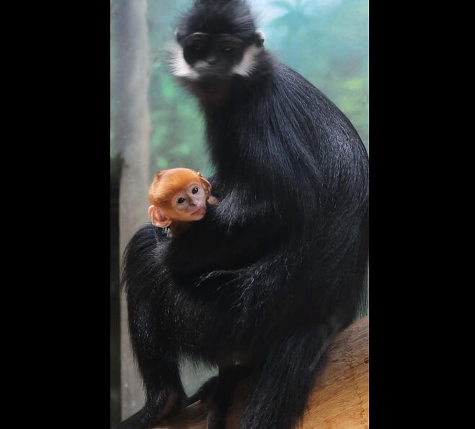Why the Leaf Monkey at Philadelphia Zoo Was Born Orange