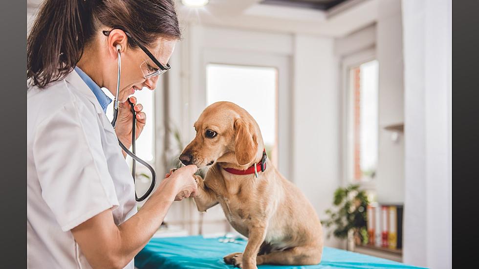 Is Pet Insurance Worth It for NJ Pet Owners?