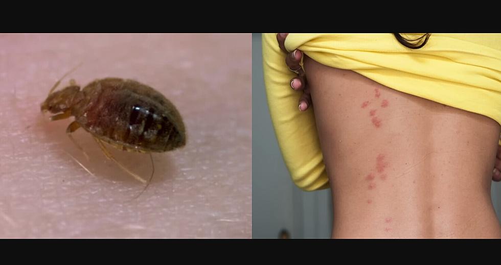 Do You Have NJ Bed Bugs? How to Tell What They Are