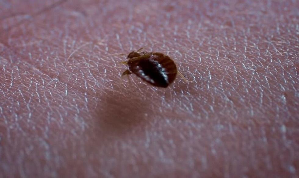 Bed Bug Preparing to Eat