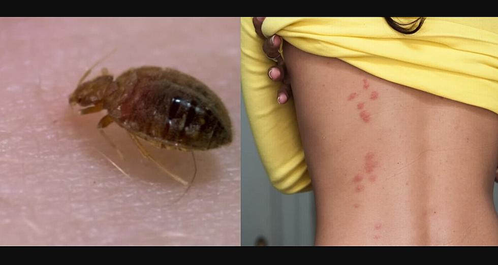 Do You Have NJ Bed Bugs? How to Tell What They Are