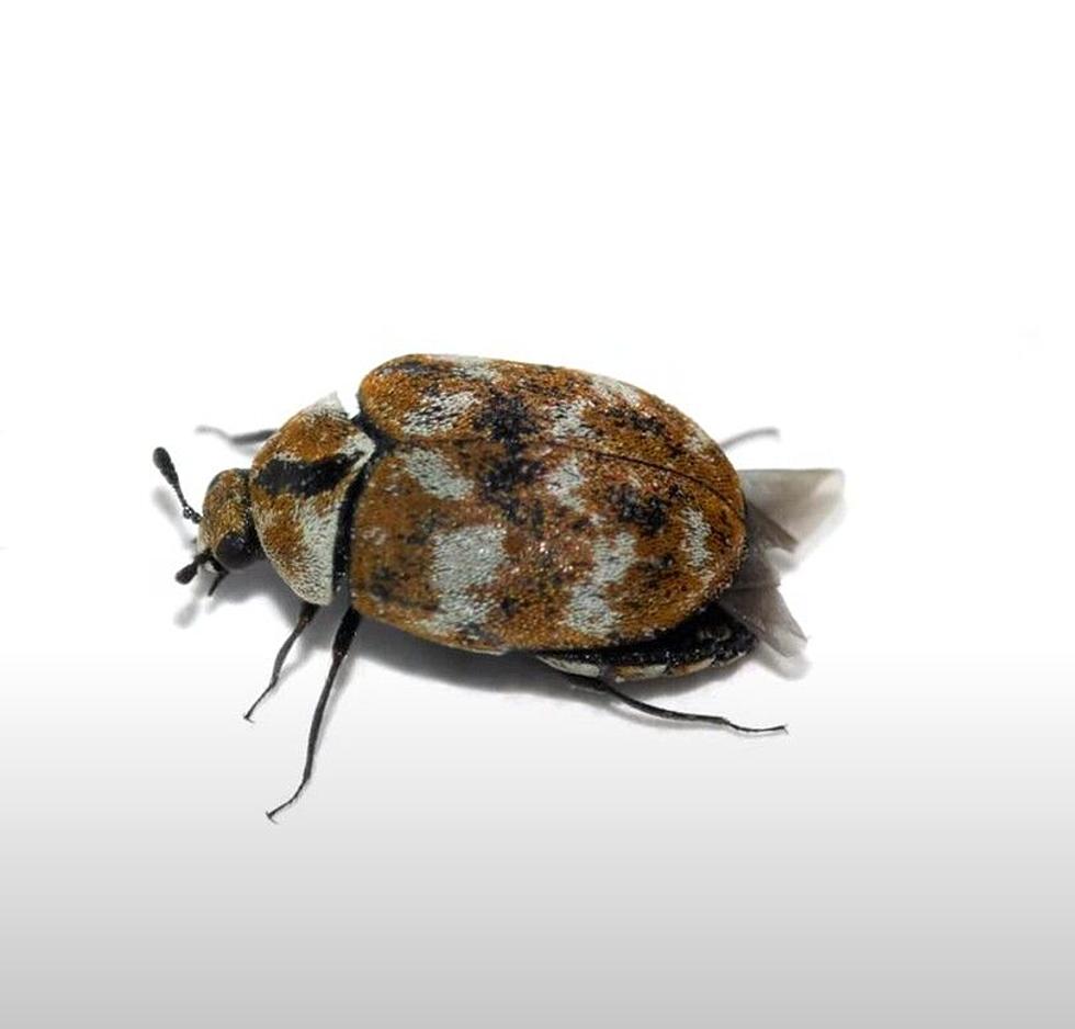 Carpet Beetle