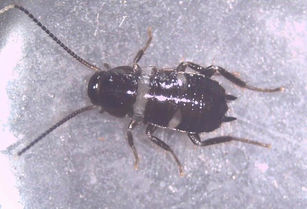 Cockroach Mymph Closeup