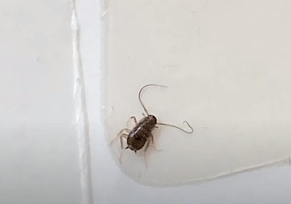 A Cockroach Nymph ( Baby Cockroach)