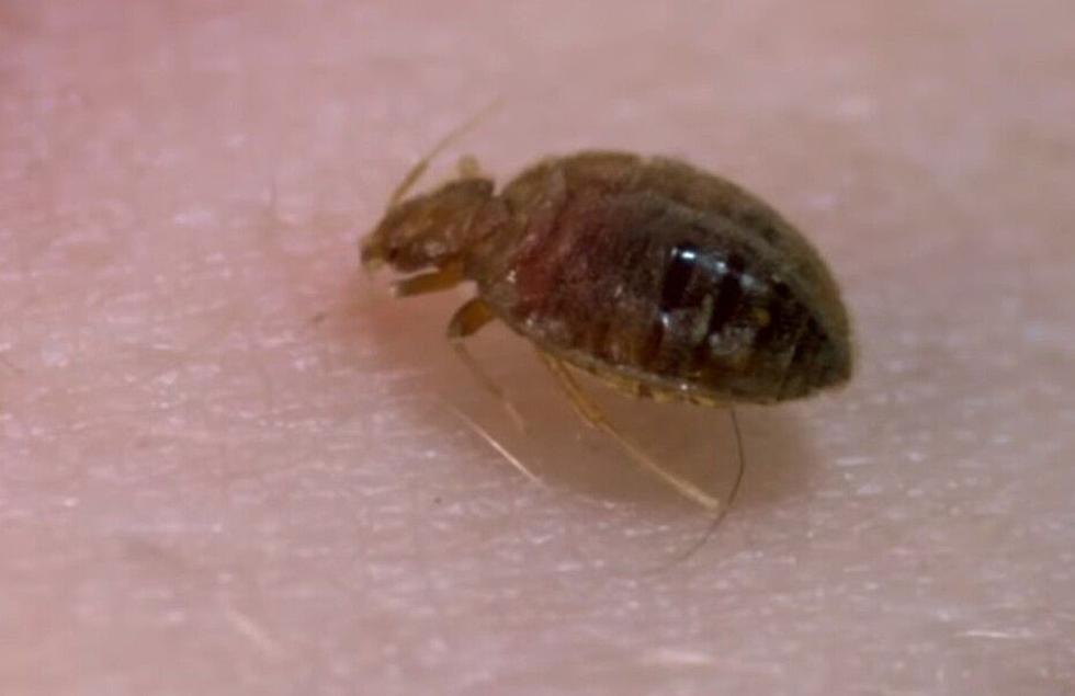 A Bed Bug After Eating