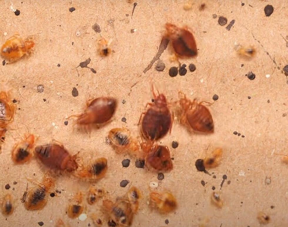 Bed Bugs With Their Nymphs