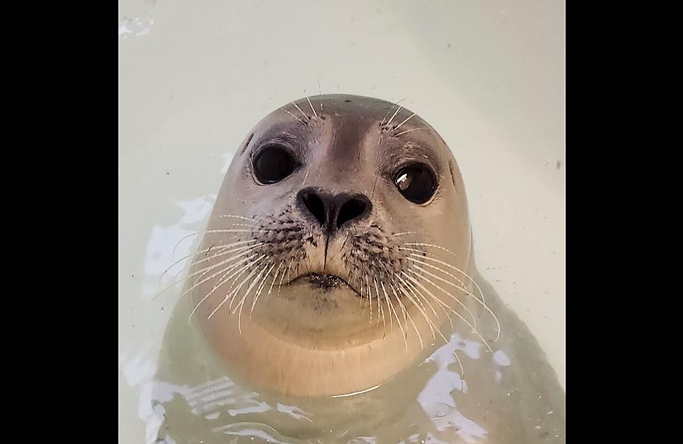 Health Update on Seal Bitten By Shark Off Coast of LBI