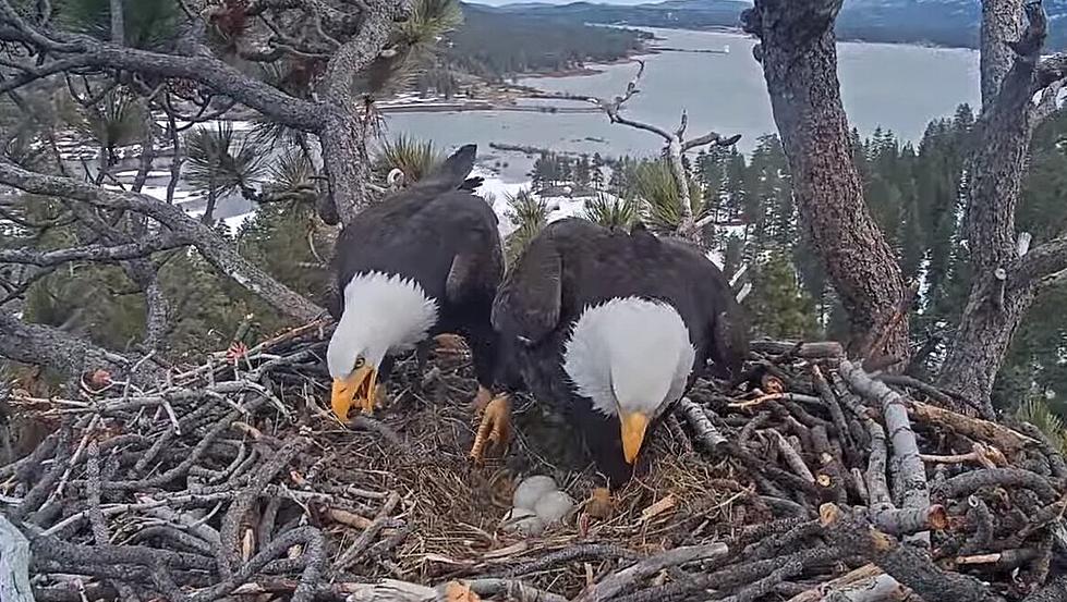 My Wife is Obsessed With Bald Eagle Baby Watch Nest Cam