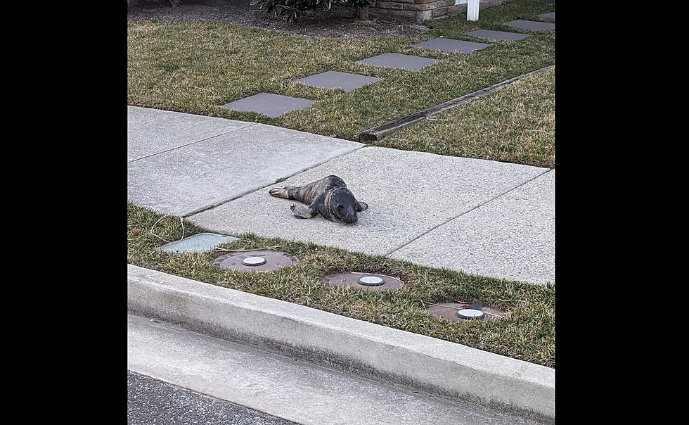 ‘Quite exhausted’ Seal Cub Wandered ¼-mile Through Ocean City, NJ