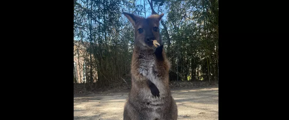 Cape May Zoo’s Baby Kangeroo Emerges From Pouch for First Time