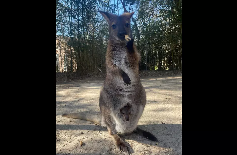 Cape May Zoo&#8217;s Baby Kangeroo Emerges From Pouch for First Time