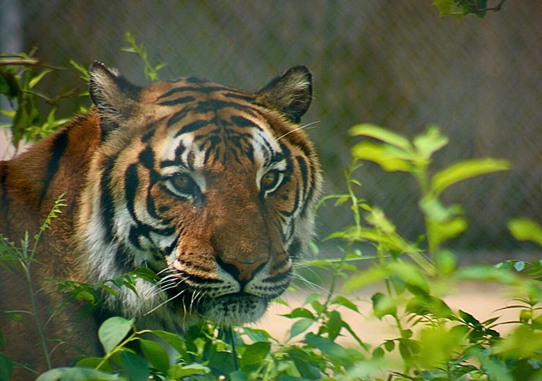 Popcorn Park Animal Refuge Mourns Death of Beloved Tiger