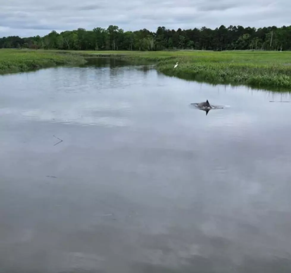 Rescue Efforts Ongoing for Dolphin Stranded in Middle Twp Creek