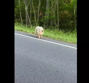 Despite Police Efforts, Runaway Galloway Pig Still on the Loose