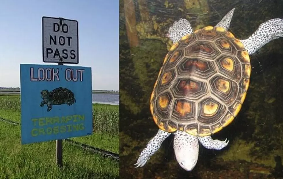 Help Save Nesting Turtles on Causeway in Margate, NJ