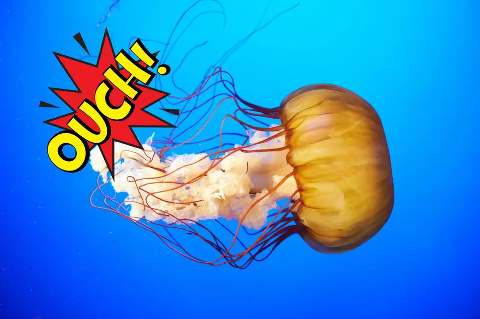 Warning to NJ Swimmers:  Unusual Jellyfish Delivers a Nasty Sting