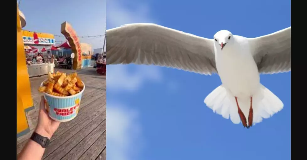 Man Admits to Killing Wildwood Gull Over Attempted Fries Theft