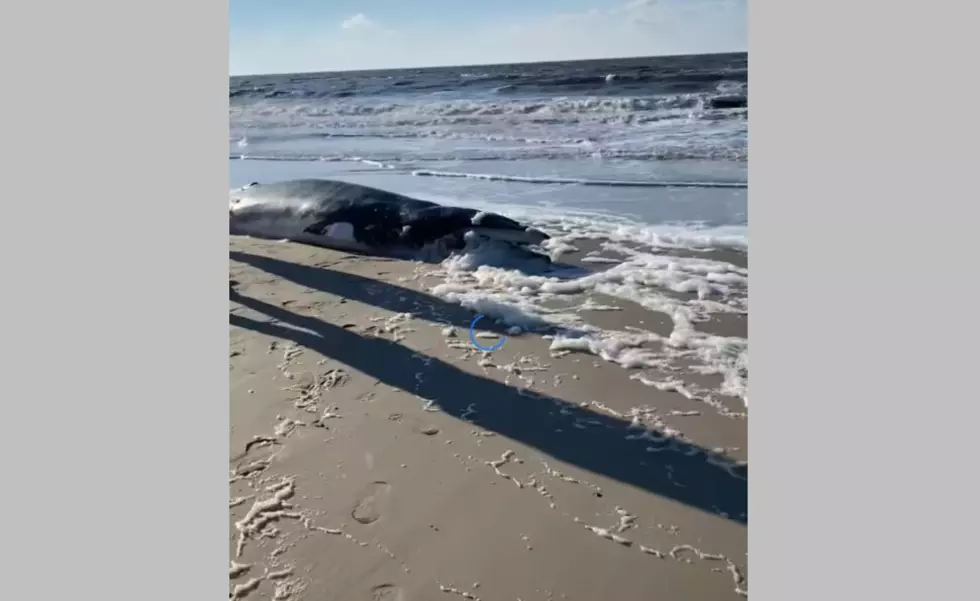 VIDEO: Whale Washes Up on Lower Township’s Sunset Beach