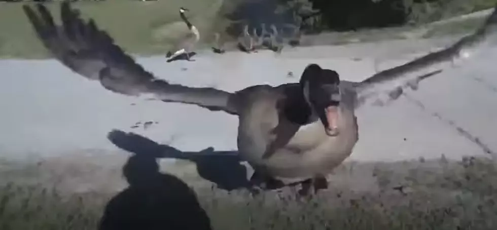 Protective Geese Harass Walkers In Northfield’s Birch Grove Park