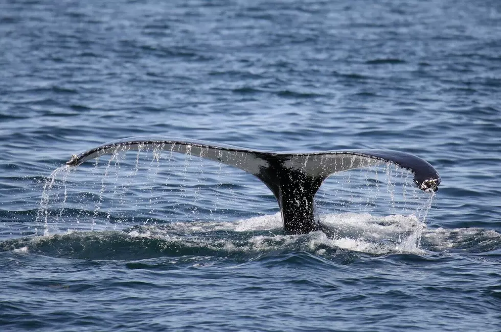 South Jersey Whale Tour Reaches USA Today 10Best Finals