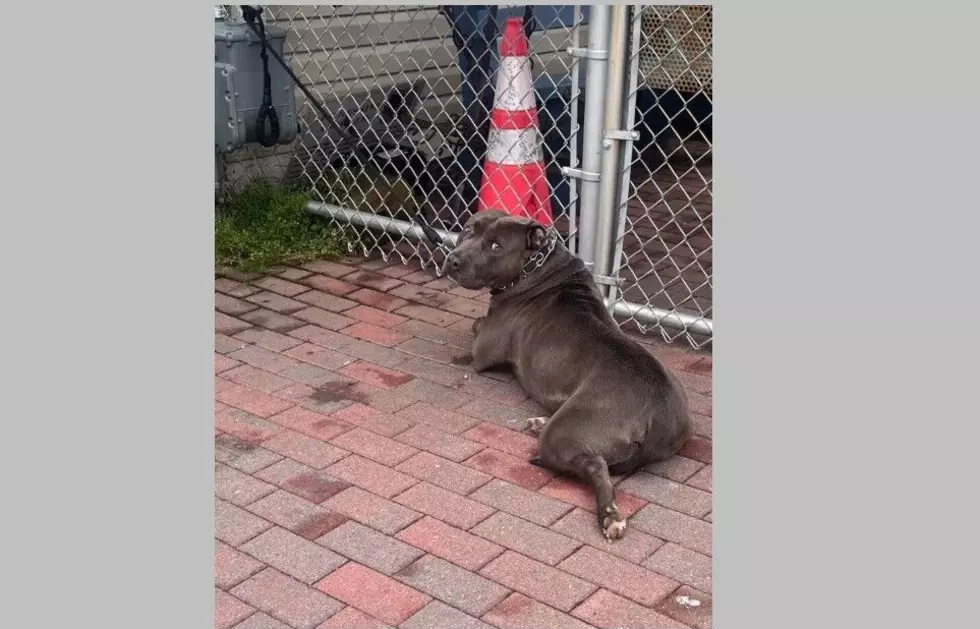 Humane Society of Atlantic County/Facebook