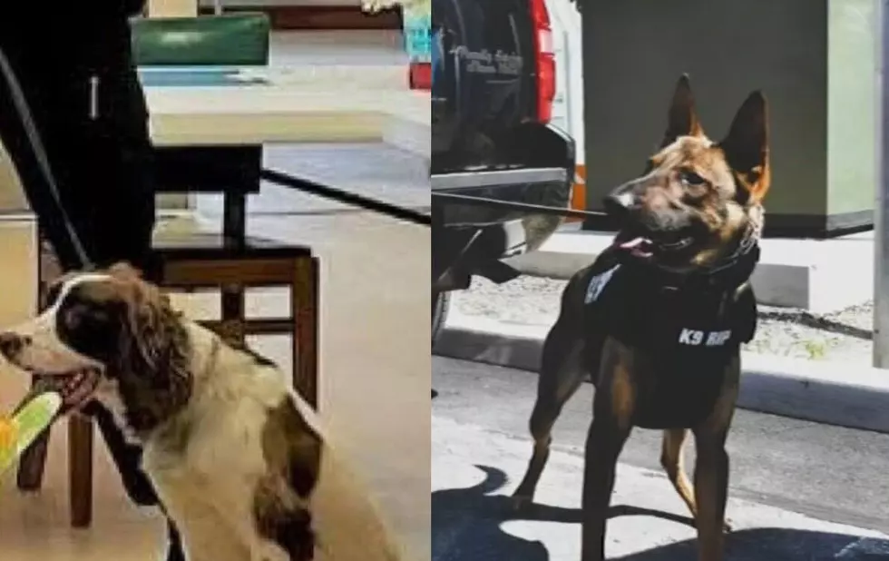 Sheriff’s Officer Charged After Two K-9s Die in Hot Patrol Car