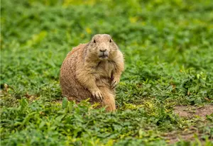 Rabid Groundhog Attacks Homeowner, Cats in South Jersey